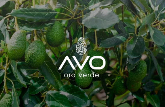 avo oro verde
