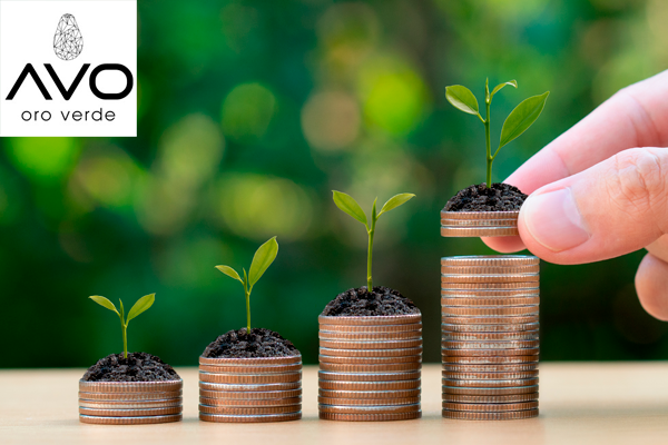 avo oro verde